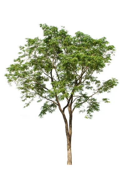 Tree isolated on white background Stock Image
