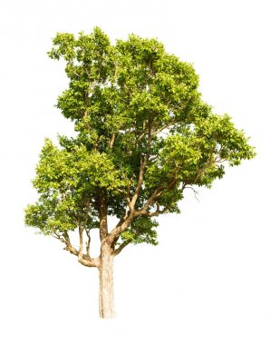 Beyaz arkaplanda izole edilmiş ağaç