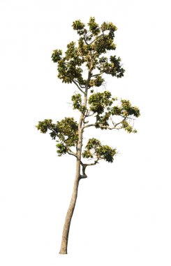 Beyaz arkaplanda izole edilmiş ağaç