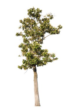 Beyaz arkaplanda izole edilmiş ağaç