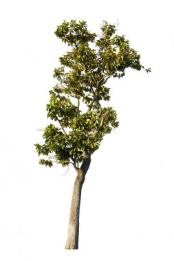 Beyaz arkaplanda izole edilmiş ağaç