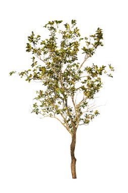 Beyaz arkaplanda izole edilmiş ağaç