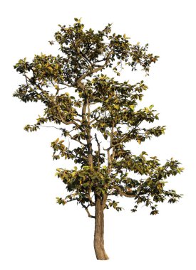 Beyaz arkaplanda izole edilmiş ağaç