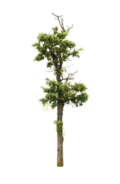 Pohon terisolasi pada latar belakang putih — Stok Foto