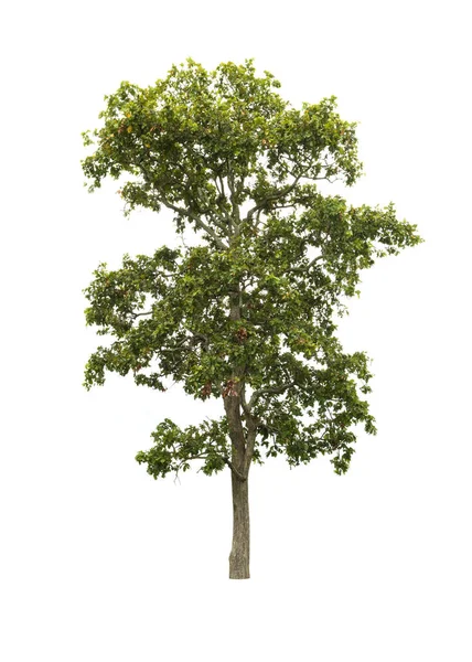 Árbol aislado sobre fondo blanco — Foto de Stock