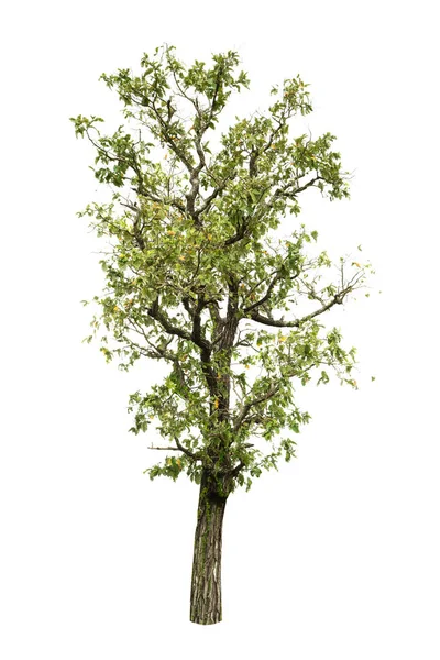 Tree isolated on white background — Stock Photo, Image