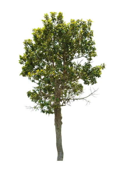 Árbol aislado sobre fondo blanco — Foto de Stock