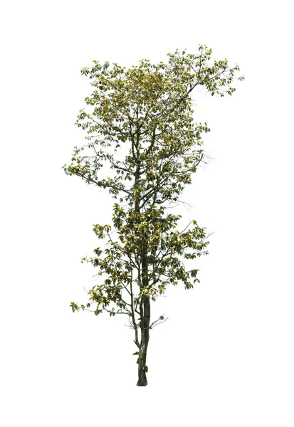 Дерево изолировано на белом фоне — стоковое фото