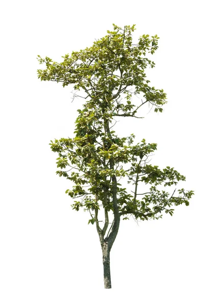 Albero isolato su sfondo bianco — Foto Stock