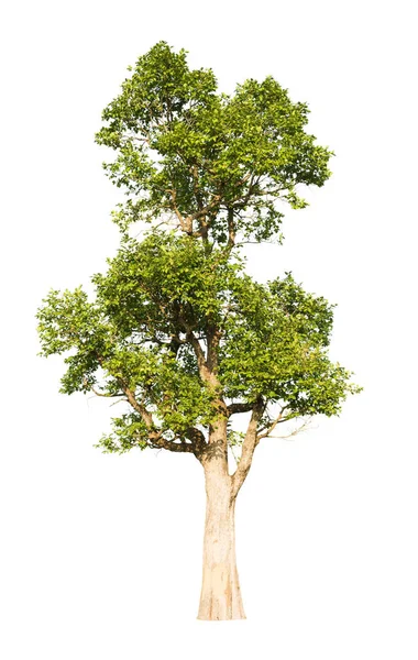 Árbol aislado sobre fondo blanco — Foto de Stock