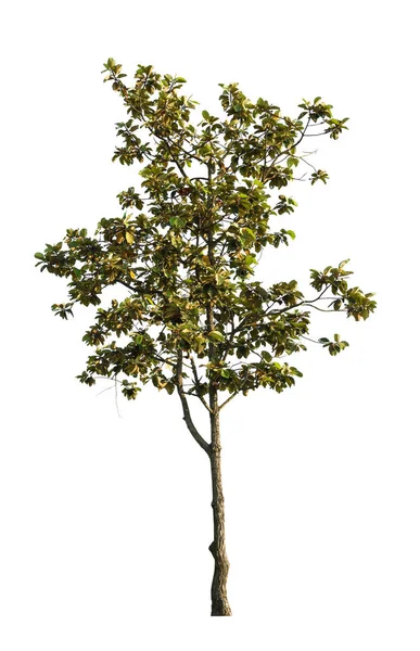 Tree isolated on white background — Stock Photo, Image