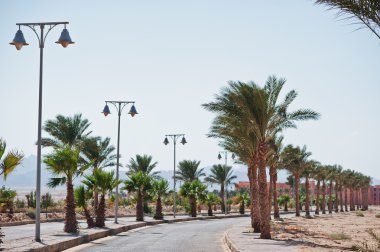 Satır palmiye ağaçları arka plan yol, Mısır