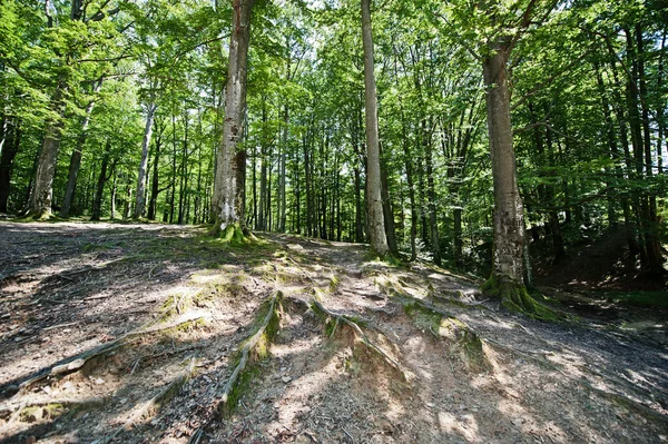 Staré kořeny stromů v zeleném lese na slunečný den — Stock fotografie