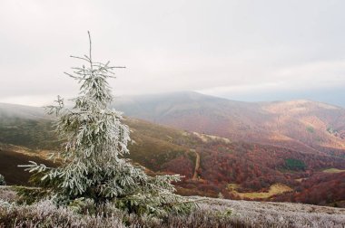 Yeni yıl ağacı arka plan sonbahar ormanda Karpat mo, Frost