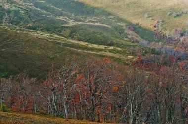 Karpat mounta üzerinde bazı altın kırmızı çıplak kayın ağacı yaprakları