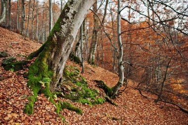 Tres sonbahar ormanda moss ile kök