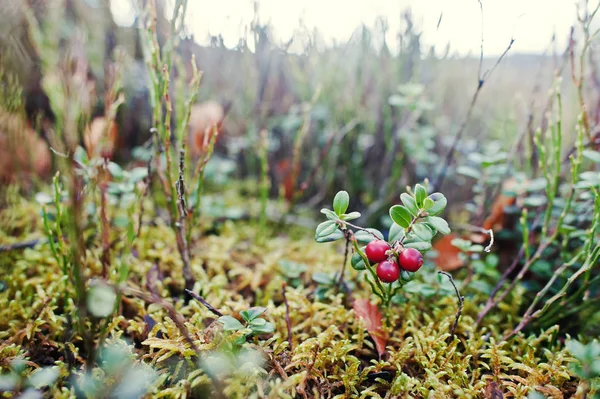 Cerca de bayas de cowberry en la colina de montaña . —  Fotos de Stock