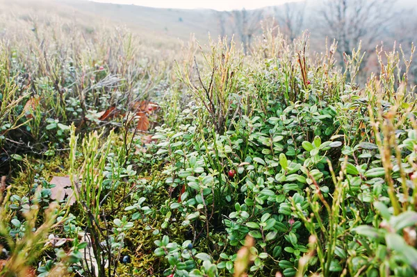 Cerca de bayas de cowberry en la colina de montaña . —  Fotos de Stock