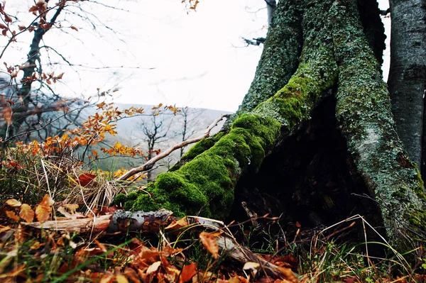 Oco de árvore, coberto de musgo na floresta de outono em montanhas . — Fotografia de Stock