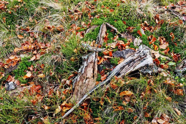 Tronco quebrado na grama com musgo e folhas vermelhas caídas . — Fotografia de Stock