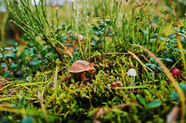 One red and one white small mushroom at forest on cowberries. — Stock Photo, Image