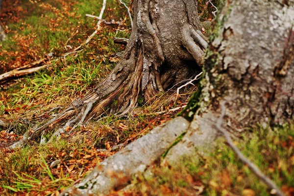 Ρίζες beerch δέντρων σε Φθινοπωρινό δάσος με πεσμένα φύλλα — Φωτογραφία Αρχείου