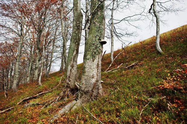 Schimmel parasiet paddestoel op de schors van bomen — Stockfoto