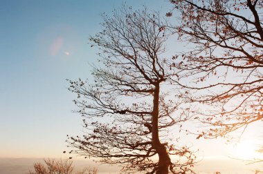 Karanlık çıplak sonbahar ağaçta gündoğumu, Karpat Dağları. Sanat p