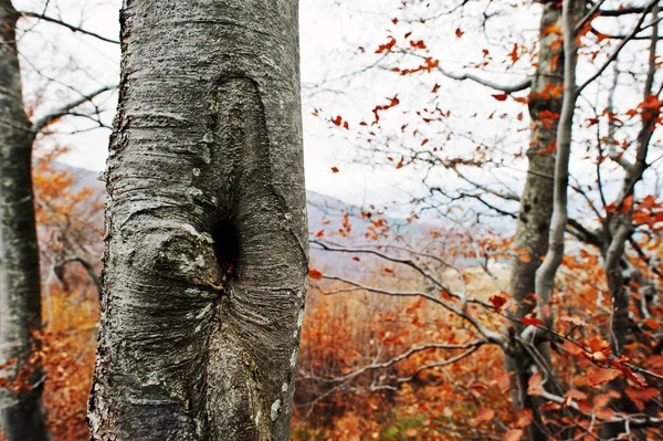 Pequeno oco de árvore em floresta de outono em montanhas . — Fotografia de Stock