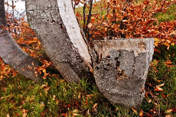 Sonbahar ormanda beerch ağacının güdük. — Stok fotoğraf