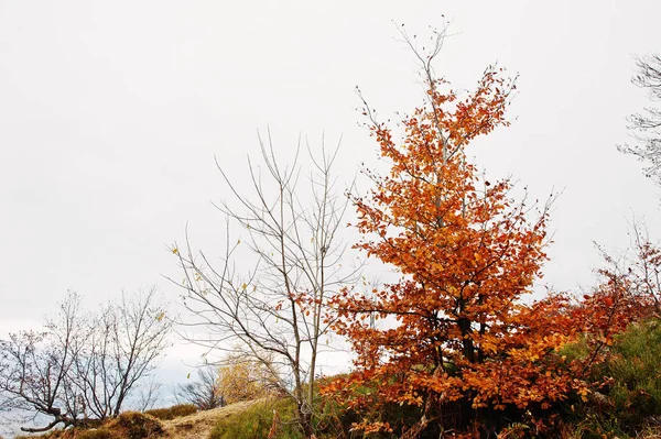 Mały beerch z czerwonych liści w górach jesieni. — Zdjęcie stockowe