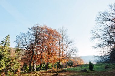 Yüksek ağaçları ve çam ağaçları sonbahar ormanda güneş ışığı