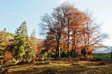 Yüksek ağaçları ve çam ağaçları sonbahar ormanda güneş ışığı