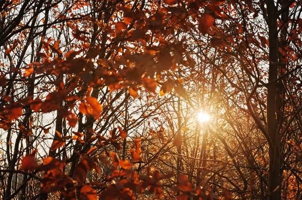 Ramos de perto de árvores de cerveja em luzes de sol. Outono incrível s — Fotografia de Stock