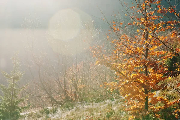 Csodálatos fények, erdő, hegy, piros levelek beerch fa — Stock Fotó