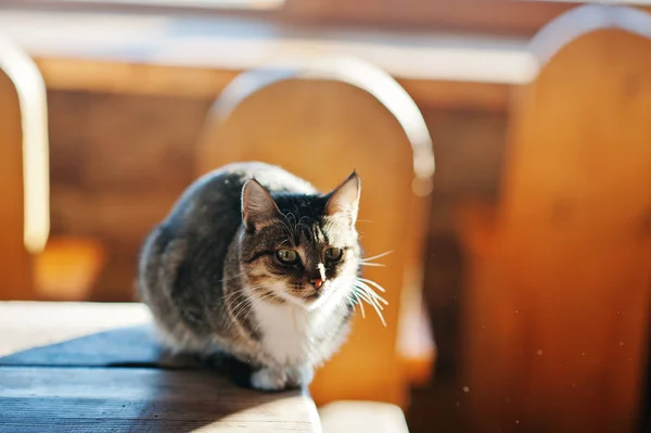 Gato salvaje sentado en la mesa a la luz del sol, tomando el sol al aire libre —  Fotos de Stock