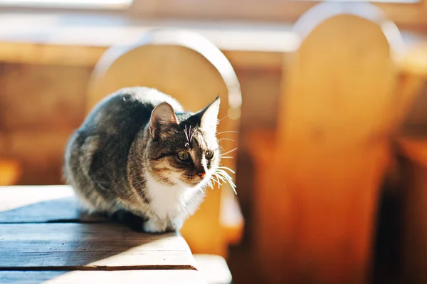 Gato salvaje sentado en la mesa a la luz del sol, tomando el sol al aire libre —  Fotos de Stock