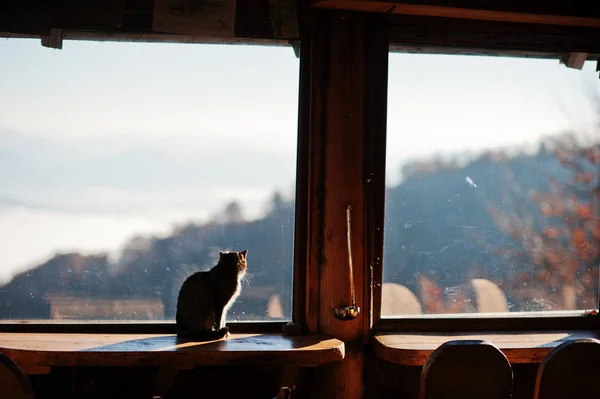 Gato sentado en la mesa a la luz del sol y mirando a la ventana, tomando el sol —  Fotos de Stock