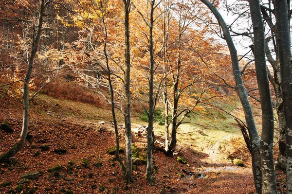Orman taşlar ve güneş ışığı ahşap üzerine kırmızı düşen yapraklar.