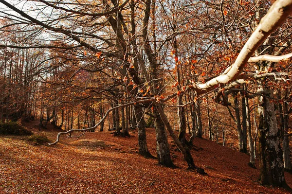 Zweige des Baumes in erstaunlichen Herbstwald mit roten Blättern auf gr — Stockfoto