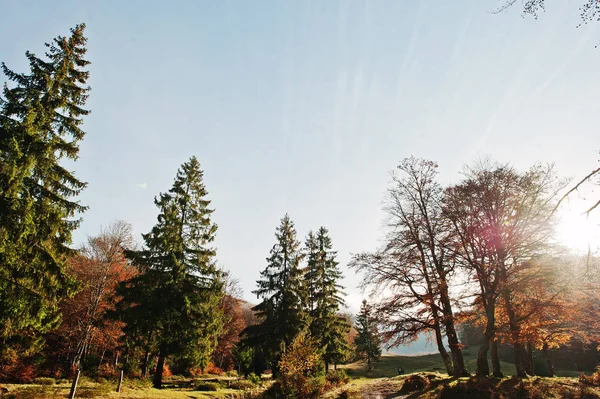 Árboles altos y pinos en el bosque otoñal a la luz del sol —  Fotos de Stock