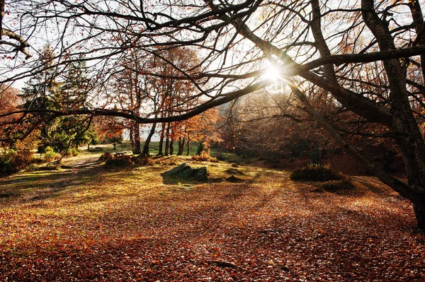 Autumn. Colored autumn view of autumn park in good weather. Pict — Stock Photo, Image