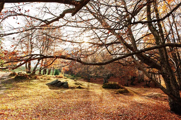 Na podzim. Barevné podzimní pohled na podzimní park v dobré počasí. PICT — Stock fotografie