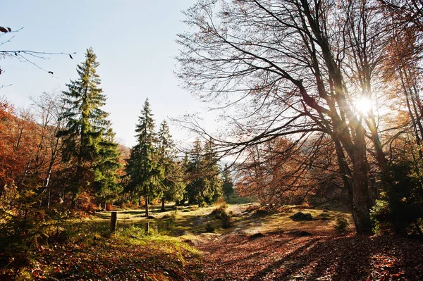 Vysoké stromy a borovicemi na podzimní les na sluneční světlo — Stock fotografie