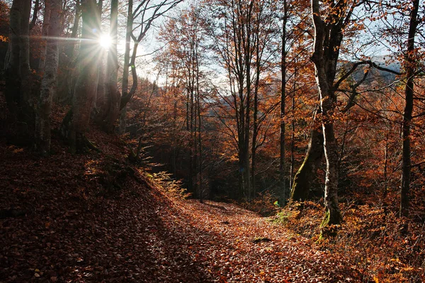 Podzimní Lesní krajina s paprsky teplého světla osvětlující gol — Stock fotografie