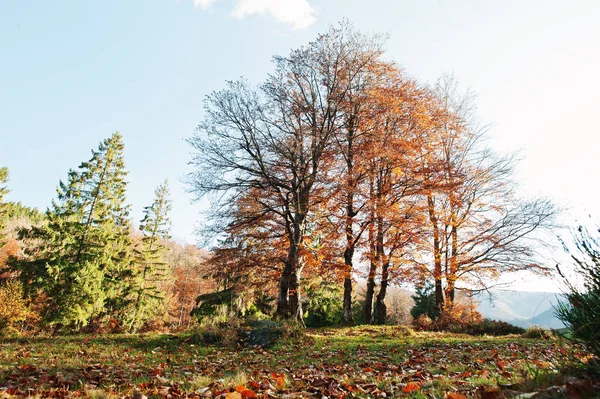 Yüksek ağaçları ve çam ağaçları sonbahar ormanda güneş ışığı