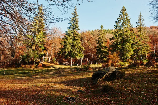 Yüksek ağaçları ve çam ağaçları sonbahar ormanda güneş ışığı — Stok fotoğraf