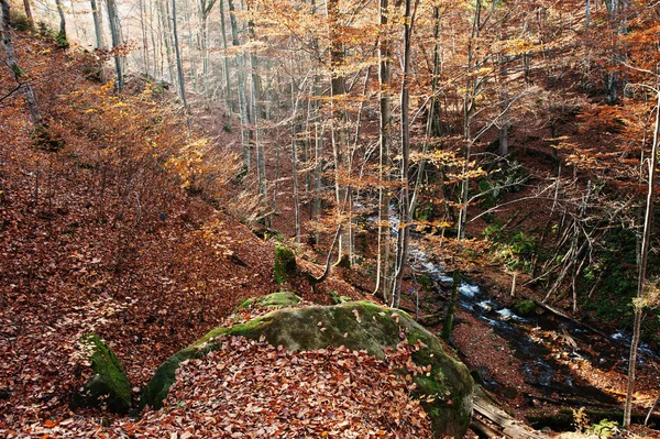 Arroyo en el bosque fluye de arriba hacia abajo la luz del sol de fondo — Foto de Stock