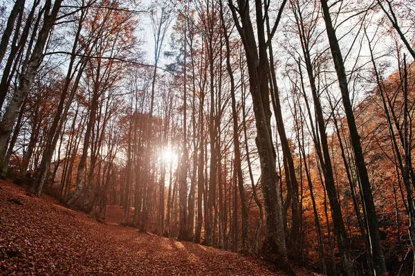 Podzimní Lesní krajina s paprsky teplého světla osvětlující gol — Stock fotografie