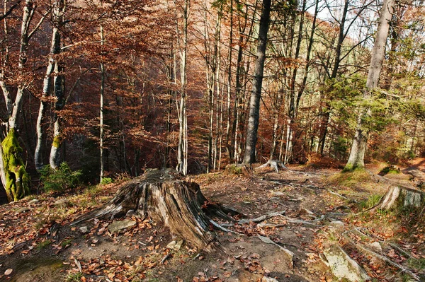 Az őszi erdő gyökerei régi stump — Stock Fotó